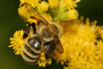 Andrena hirticincta